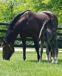 Foal_2018_Filly_Doctor Wendell x EM Rising Star 200x