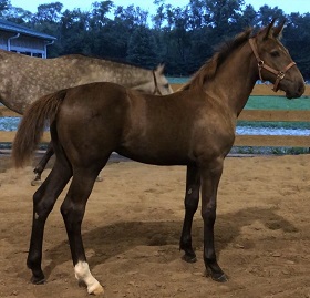 Coolgreen Farm_CGF Pepper Royale Filly 280x (2)
