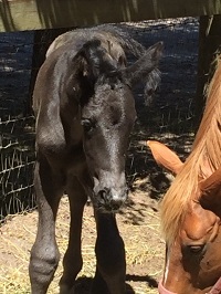 Foal 2019_Filly_Everdale x Ibistrona 200x