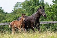 ^Foal 2019_Silver Fern Rangatira_Royal Prince x Capriana 200x (2)