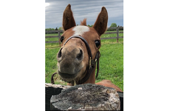Foal 2019_Our Promise_The Proposal x Tsarin Winner Featured
