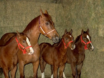 Intrafollicular Article_Mare and 3 foals by ET