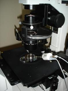 ICSI Microscope