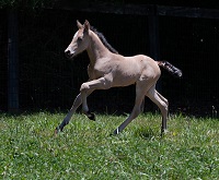2020 Foal_SMCF Otto's Orla Reign_Otto P x Cutie With a Bootie 200x