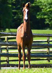 2020 Foal_SSLLC Toxic_HVK Man About Town x AWS Candlelight 200x