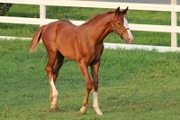 2021_Foal_Colt_Force the Pass x Romantic Song 200x