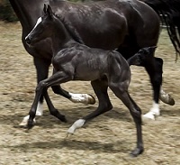 2021_Foal_Rare Ink_Totalis x India Ink 200x