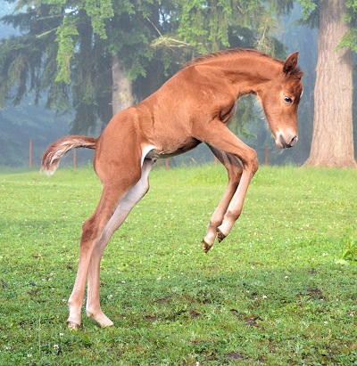 2021_Foal_Irish Goodbye_I Am The Party x When Girls Are Good  400x square