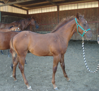 Foal Arc