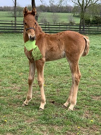 2022_Foal_Doctor Tony Too_Doctor Dobro MS x Second Summit 200x