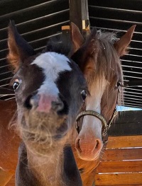 2022_Foal_Maybe Forever_Peaches x CadlanValley Manhatten 200x