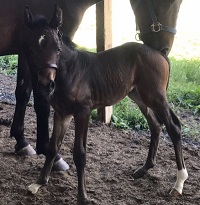 2022_Foal_Feather_Talisman x Ever After 200x
