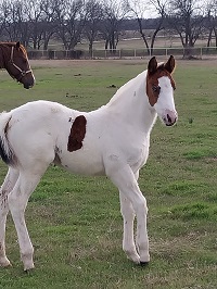 2023_Foal_Filly_Instant Prayer x Cats Painted Illusion 200x