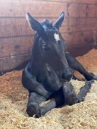 2023_Foal_VH Ravendale_Mare name x Glamourdale 200x