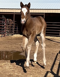 2023_Foal_Filly_Storm's Promise x Eagles Fly Higher 200x