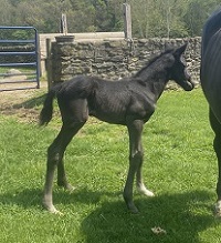 2023_Foal_Willoughby WF_Dolce Elise WF x Waldaire 200
