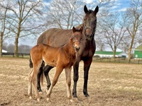 2024_Foal_Colt_Sniper Hanover_He's Watching 200x