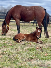 Foal_Filly_Young Michelle_Green Manalishi S 200x