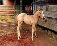 2024_Foal_Frenchy's Wicked Wahine_Mistina_First Down French 200x