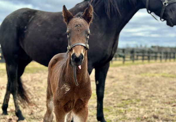 2024_Foal_Filly_Jenna's Delight_Courtly Choice LG