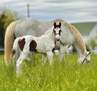2024_Foal_Colt_Patel_Forest Midnight Comet 200