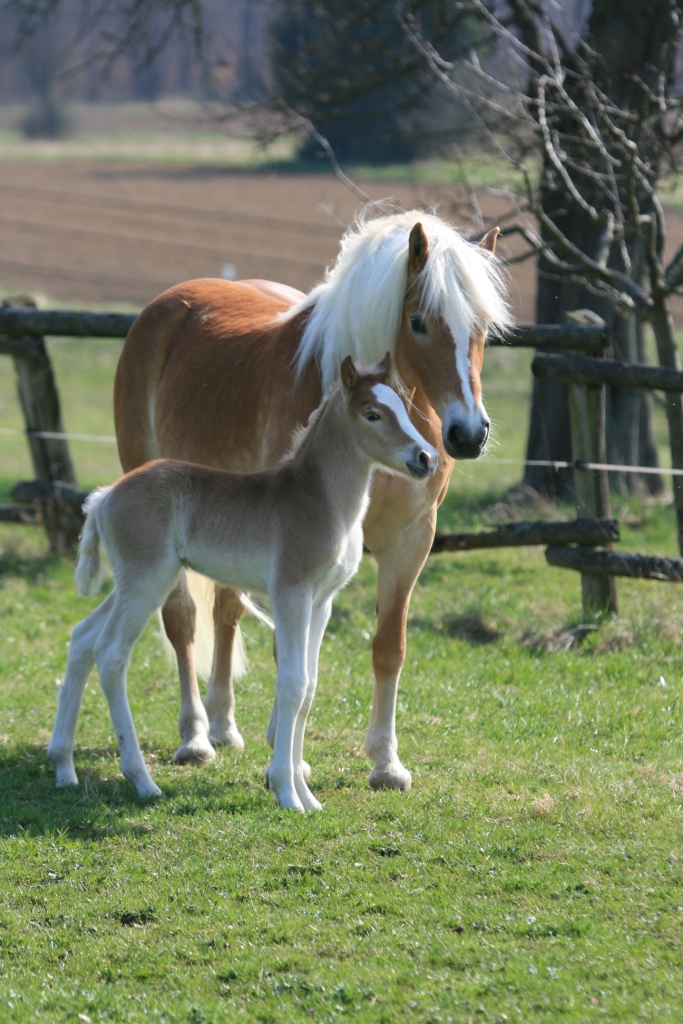 Haflinger mare and foal