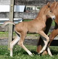 Forest Flame Colt