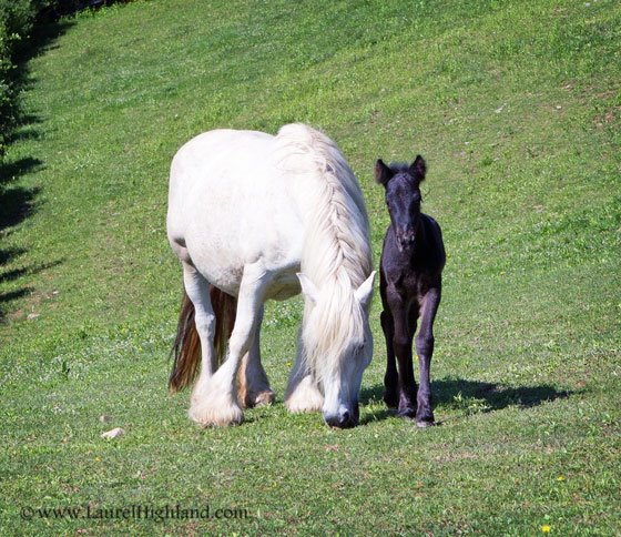 mare and foal
