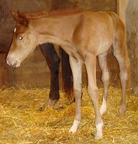 Natural Iron Filly
