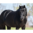 Rubinero front stallion web