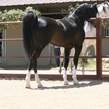 12. az chromium   homozygous black se stallion   age 3
