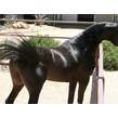 13. az chromium   homozygous black se stallion   age 3
