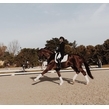 Quaterhall extended trot %281%29