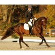 Tate%20dressage%20canter