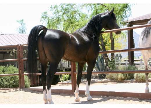 10. az chromium   homozygous black se stallion   age 3