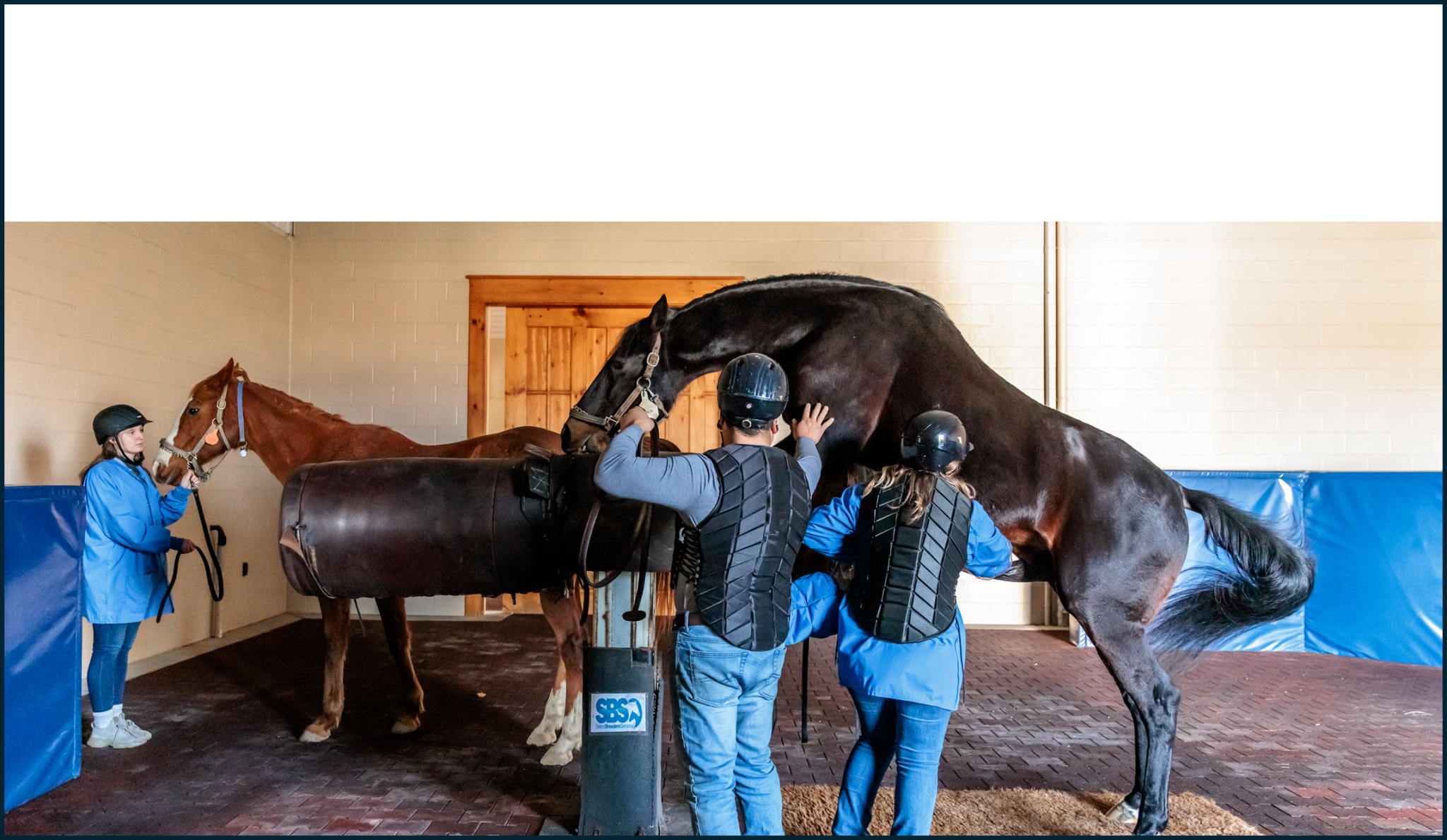 Stallion Services – Select Breeders Services